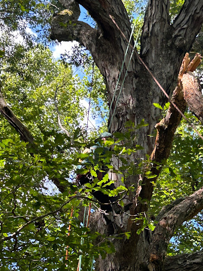 Case Studies: Examples of Successful Hazardous Tree Management