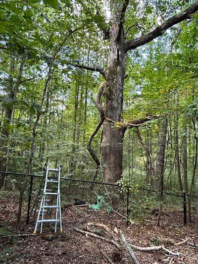 Environmental Stressors: Effects of Climate Change and Urbanization on Trees