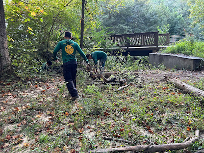 Techniques for Assessing Tree Health and Stability