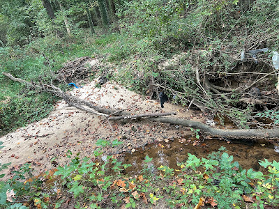 Discussion on typical plant diseases caused by fungi, bacteria, viruses, and nematodes.