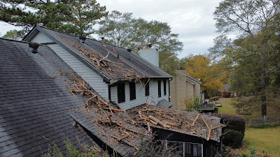 Best time of year to trim trees for optimal growth and aesthetics