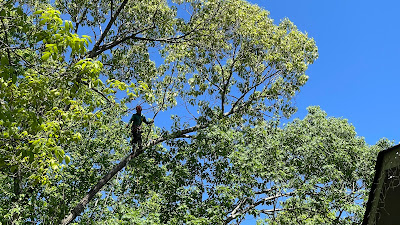 Monitoring and Assessing Tree Health: Tools and Techniques for Arborists
